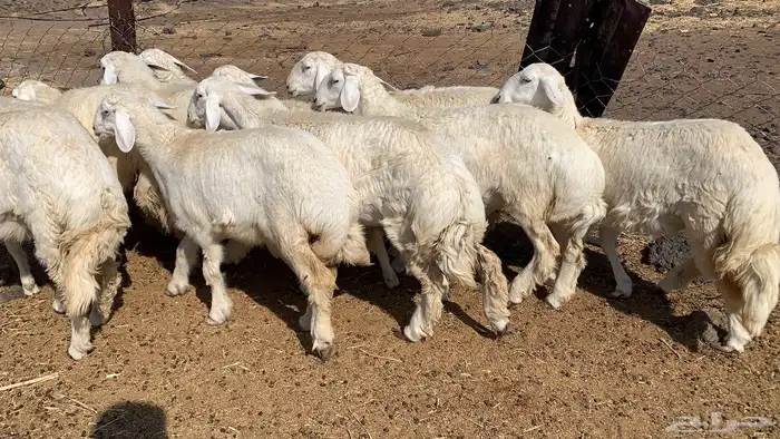 رخال حريات طيبه 0