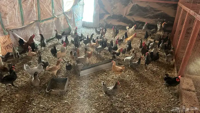 دجاج بلدي وفيومي للبيع 3