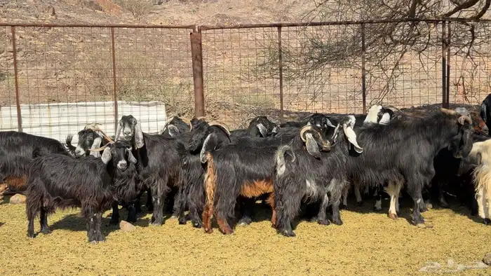 معزا عوارض صنف ولد 3