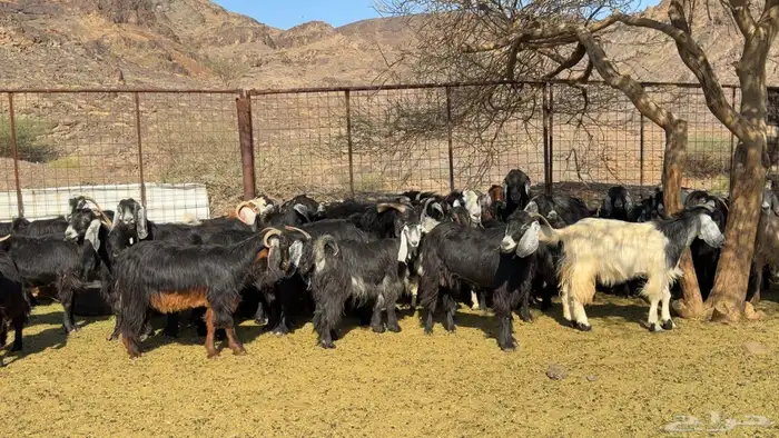 معزا عوارض صنف ولد 0