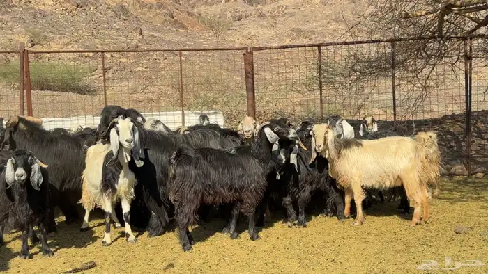 معزا عوارض صنف ولد 6