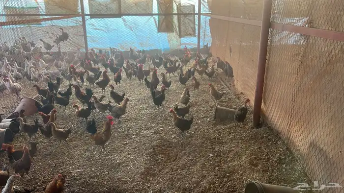 دجاج بلدي وفيومي للبيع 1