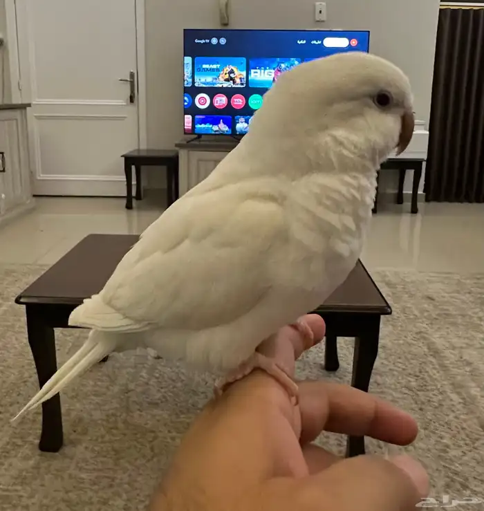 انثى كويكر منتجه 0