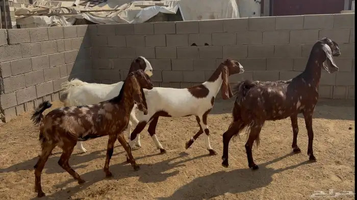 جفار مصريه منوة القناي 4