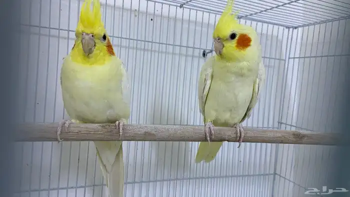 زوج كروان لاتينو أصفر شبابي للبيع ما شاء الله 1