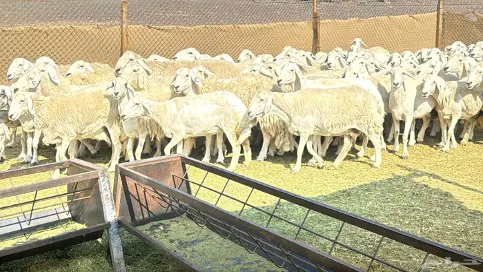 ضان حرش بفحول صنف 2