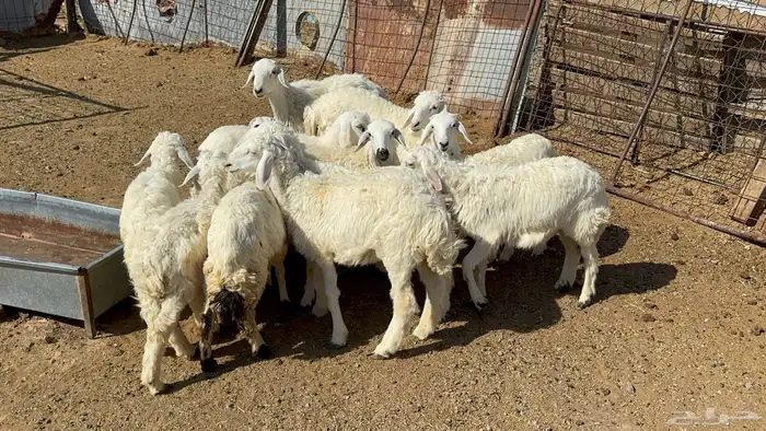 بهم حري تربيه 3