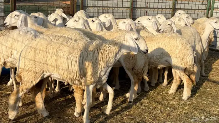 رخال فرش الفحل صنننف الصنف 3