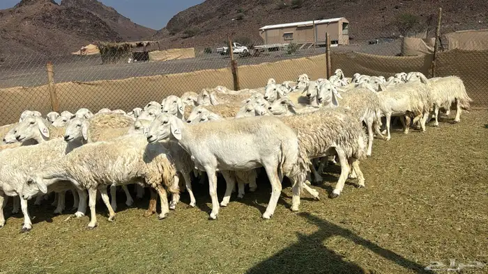 ضان حرش بفحول صنف 4