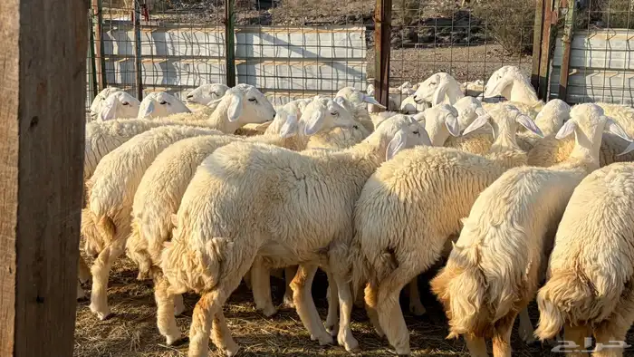 رخال فرش الفحل صنننف الصنف 1