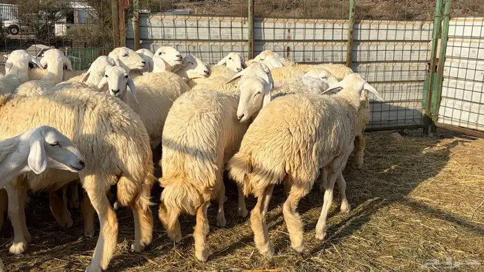 رخال فرش الفحل صنننف الصنف 9