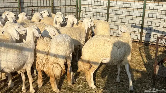 رخال فرش الفحل صنننف الصنف 8