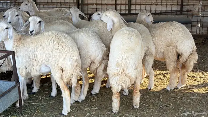 رخال فرش الفحل صنننف الصنف 6