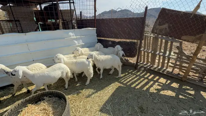 بهم حري تربيه 0