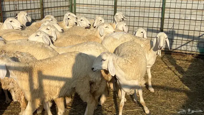 رخال فرش الفحل صنننف الصنف 4