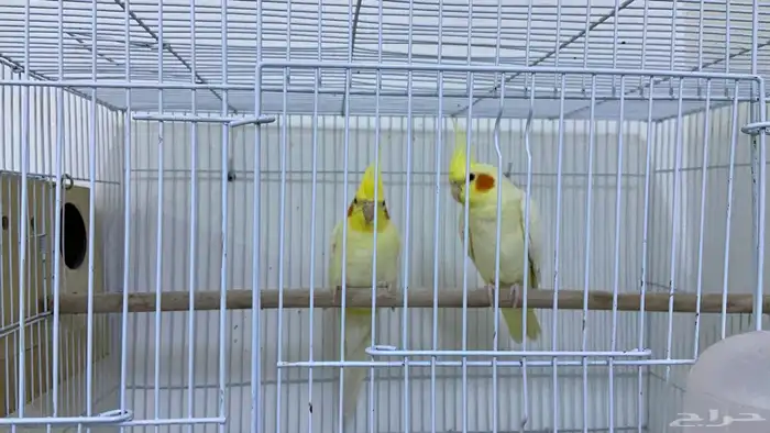 زوج كروان لاتينو أصفر شبابي للبيع ما شاء الله 3