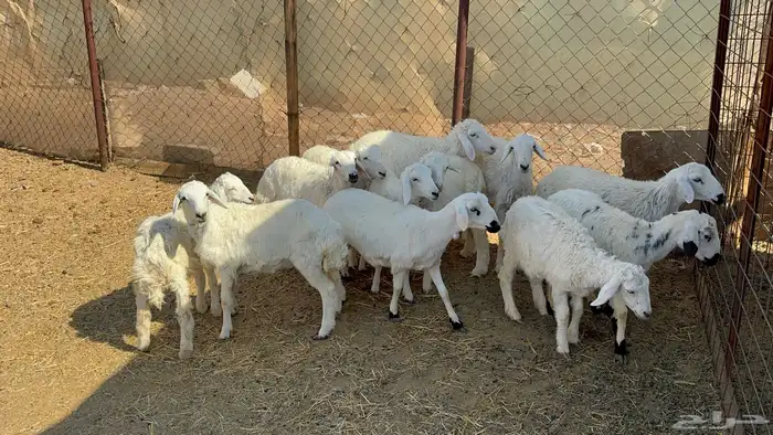 بهم حري تربيه 4