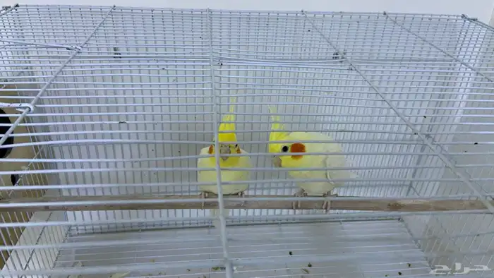 زوج كروان لاتينو أصفر شبابي للبيع ما شاء الله 4