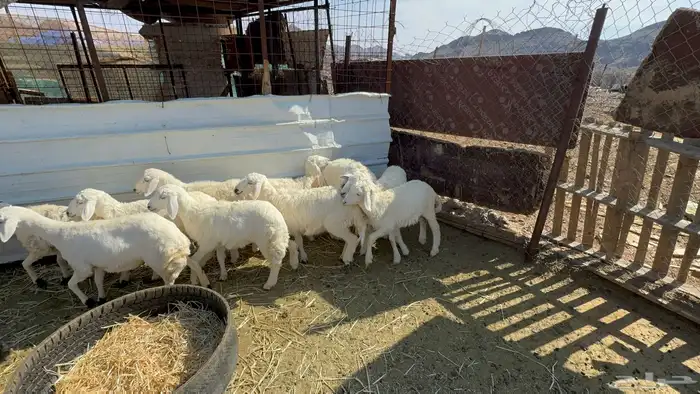 بهم حري تربيه 2