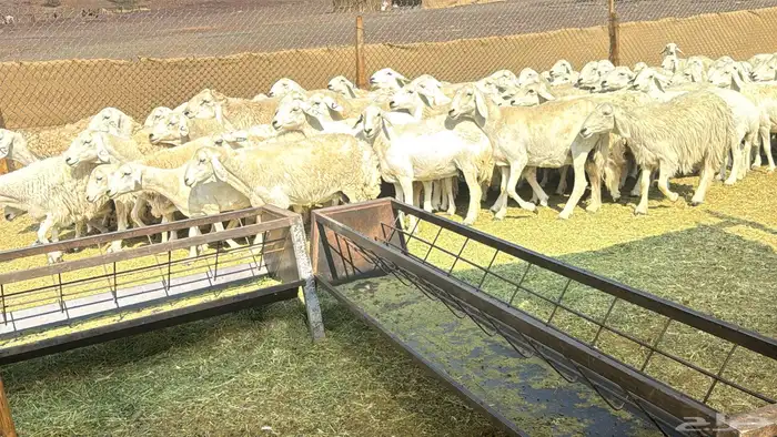 ضان حرش بفحول صنف 1