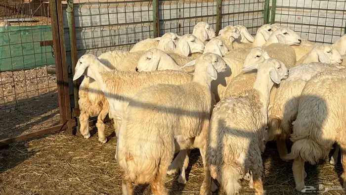 رخال فرش الفحل صنننف الصنف 2