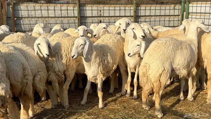 رخال فرش الفحل صنننف الصنف 10