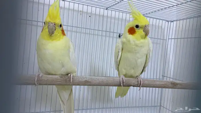 زوج كروان لاتينو أصفر شبابي للبيع ما شاء الله 2