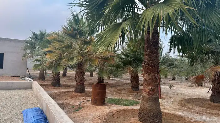 بيت شعر 12 12مستعمل  نخل الشطونياء للبيع 2