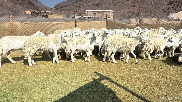 ضان حرش بفحول صنف 3