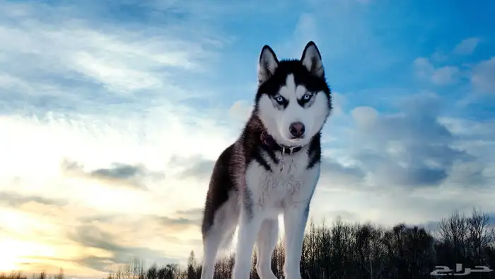 توصيل حيوانات بين المدن 0