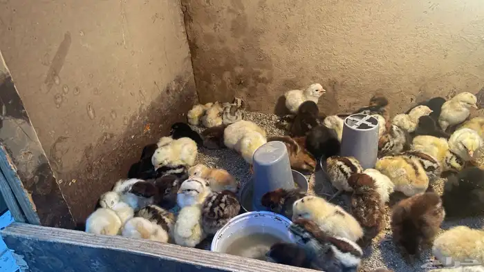 فقاسة عون المربي استخدمين فقط 5