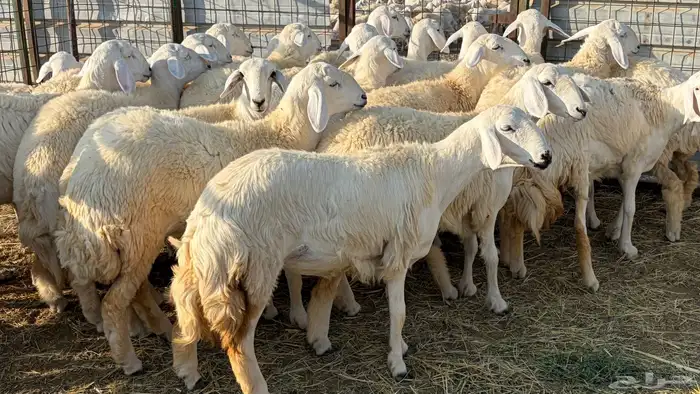 رخال فرش الفحل صنننف الصنف 0