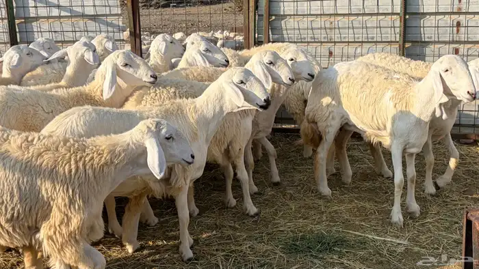 رخال فرش الفحل صنننف الصنف 7