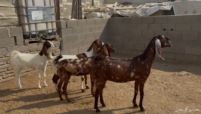 جفار مصريه منوة القناي 1