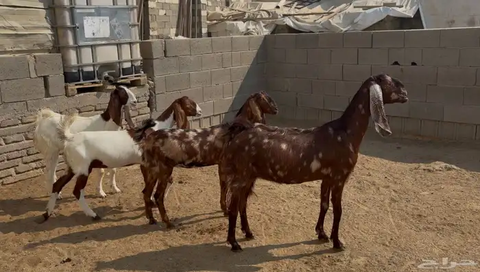 جفار مصريه منوة القناي 2