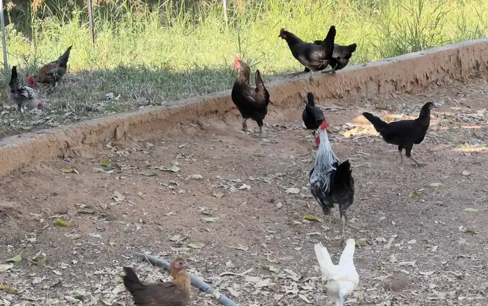 دجاج بلدي بياض 4