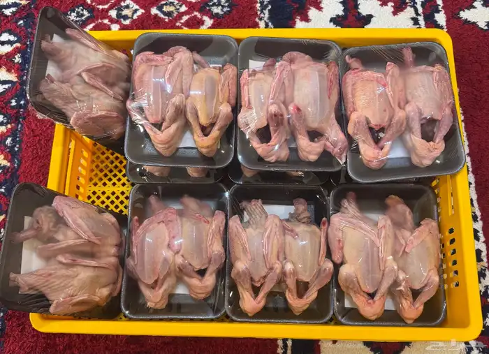 زغاليل حمام فرنسي 1