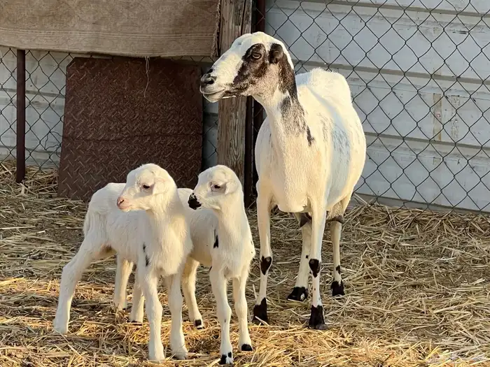 نعجه والد متاومه 0