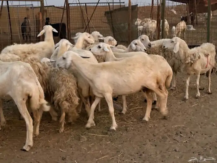 20 ضان حريات ماشاء الله تبارك الرحمن 14