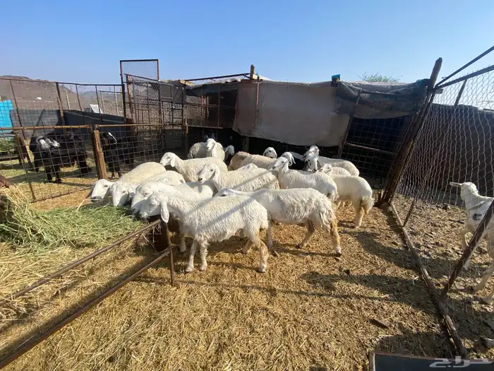 رخال حرش حريات صنف 1