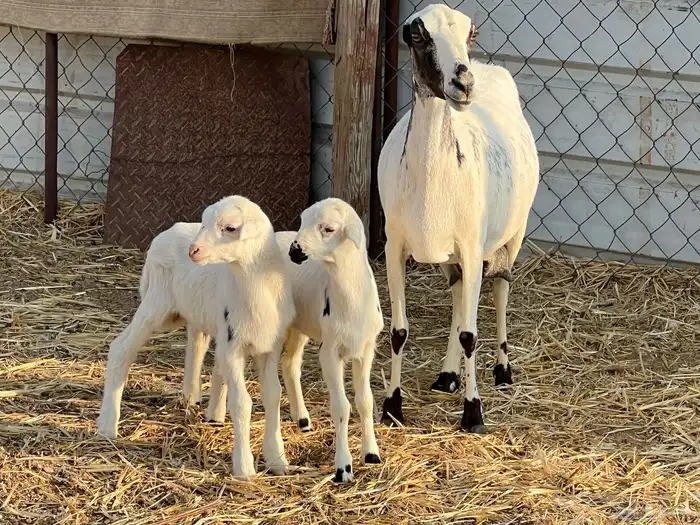 نعجه والد متاومه 2