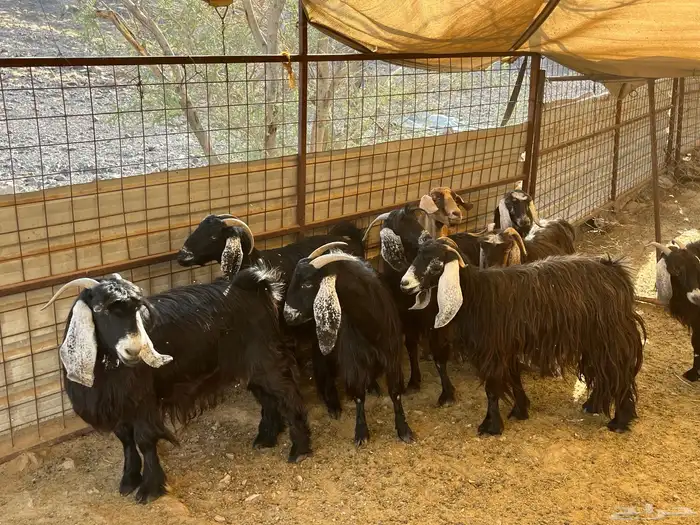 للبيع معزى ولد 1