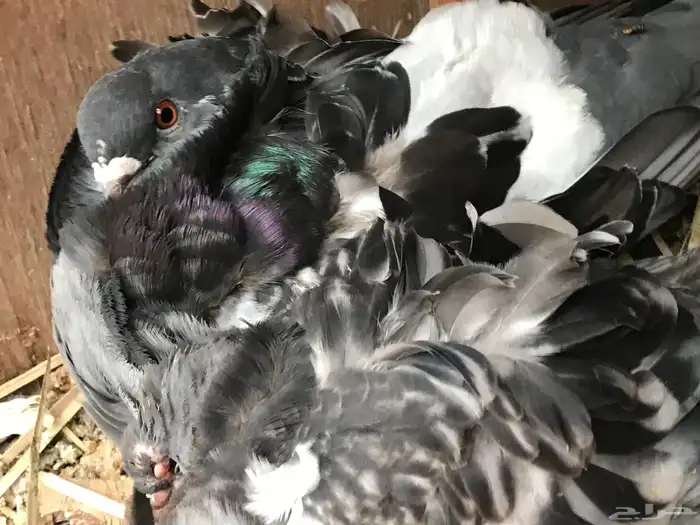 3 ازواج كشكش مستوى توب 2