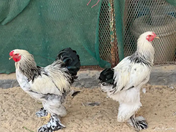 للبيع مجموعة من الدجاج و الديوك برهما كولمبي اصلي 5