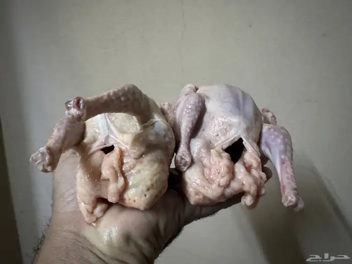 فروخ حمام سوبر جامبو حجم طيب 0