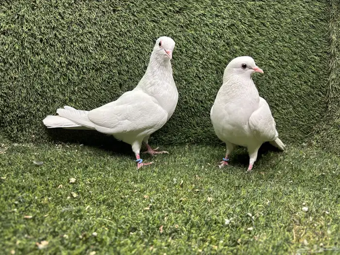 حمام صنعاوي صنعاني 0