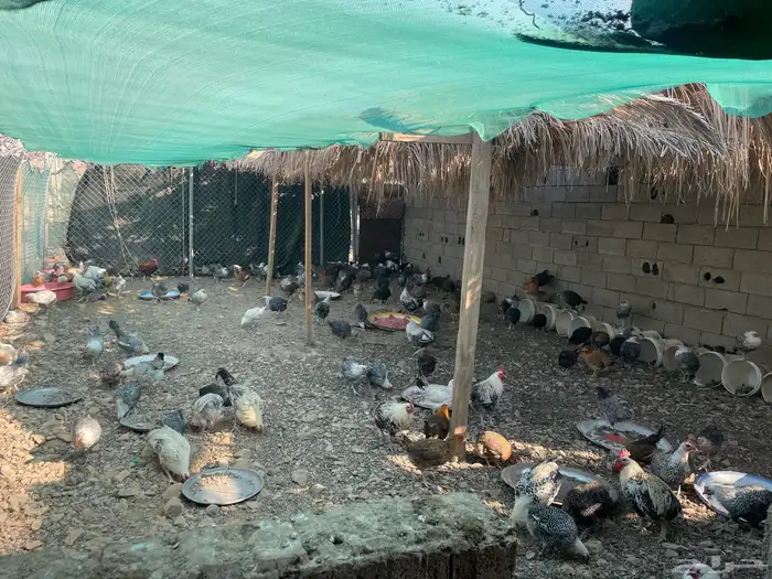 دجاج بياض فيومي وبلدي للبيع 1