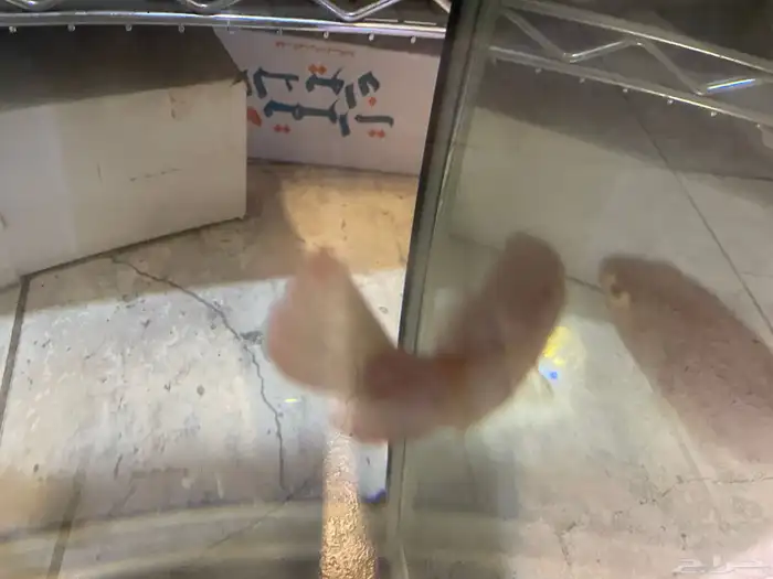 سمكه رد جويل تبني 0