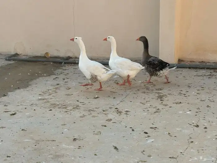 بسم الله ما شاء الله وز أحجام طيبة إنتاج طيب 1