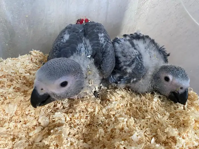 فروخ كاسكو 0